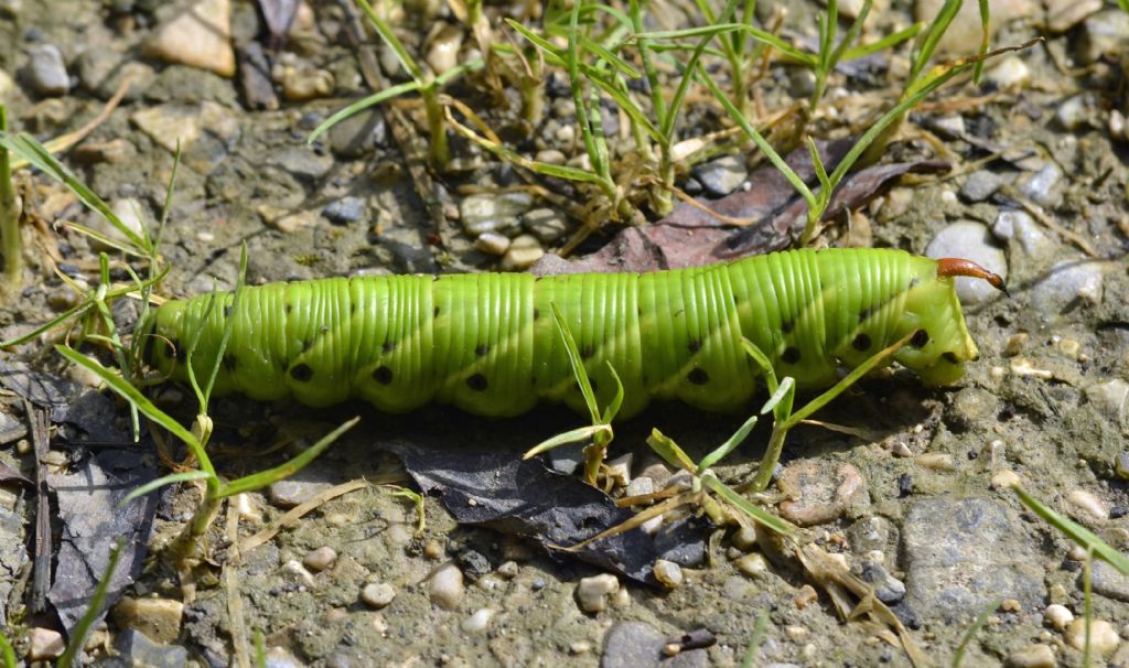 Agrius convolvuli larva?